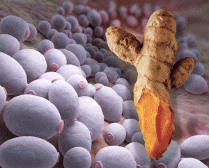 turmeric_kills_cancer_fungi