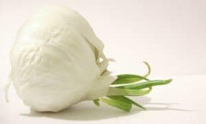 garlic