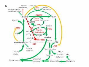 glycine-2